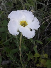 Mandevilla petraea