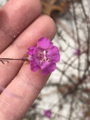 Agalinis setacea