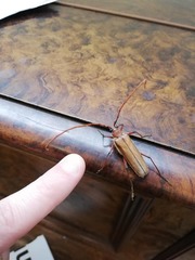 Ochrocydus huttoni