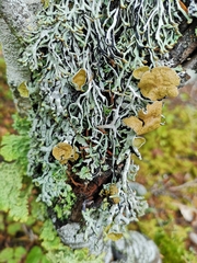 Hypogymnia inactiva