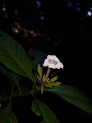 Ruellia tubiflora