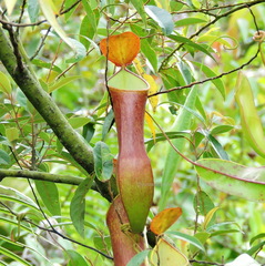 Nepenthes reinwardtiana