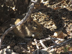 Octodon degus