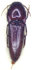 Melanotus cribrosus