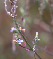 Carlowrightia parviflora