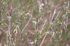 Carlowrightia parviflora