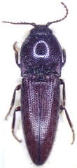 Melanotus cribrosus