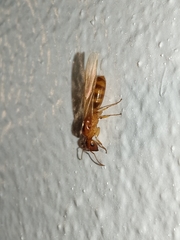 Colobopsis macrocephala