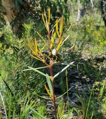 Cyrioides imperialis