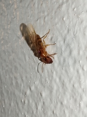 Colobopsis macrocephala