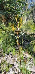 Cyrioides imperialis