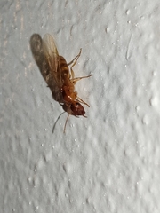 Colobopsis macrocephala