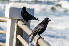 Corvus brachyrhynchos