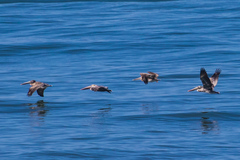 Pelecanus occidentalis