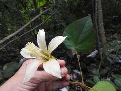 Bakeridesia yucatana