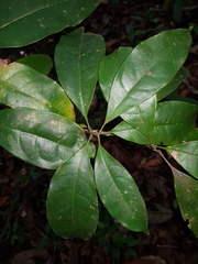 Image of Meliosma grandiflora