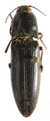 Melanotus rodriguezi
