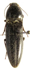 Melanotus rodriguezi