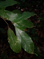 Meliosma grandiflora