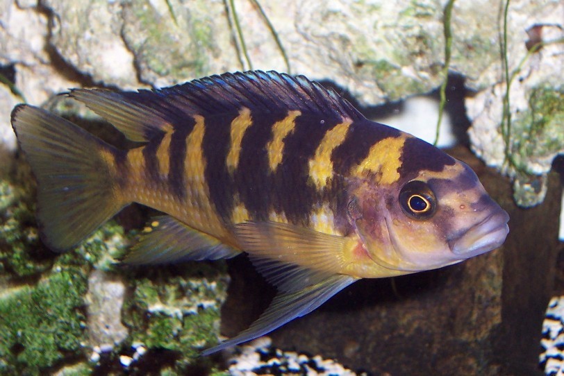 Pseudotropheus frelon (Pseudotropheus crabro)