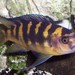 Bumblebee Cichlid - Photo (c) Nicolas COUTHOUIS, some rights reserved (CC BY-SA)