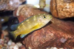Bumblebee Cichlid photo 2