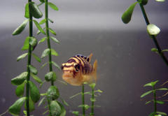 Bumblebee Cichlid photo 3