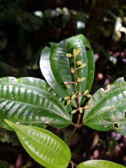 Miconia gracilis