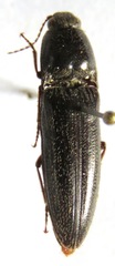 Melanotus rodriguezi