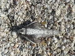 Ogcocephalus cubifrons