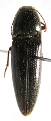 Melanotus rodriguezi