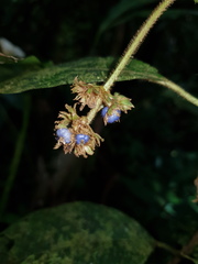 Palicourea pilosa