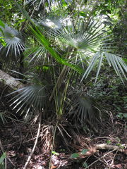 Coccothrinax readii