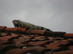 Iguana iguana