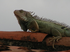 Iguana iguana