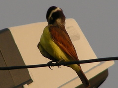 Pitangus sulphuratus