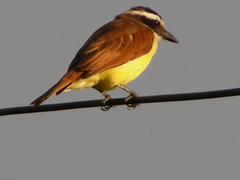 Pitangus sulphuratus