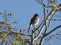 Aphelocoma californica