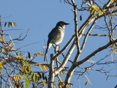 Aphelocoma californica
