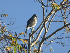 Aphelocoma californica