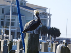 Pelecanus occidentalis