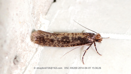 Cephimallota colonella