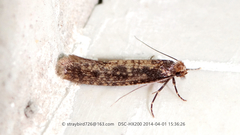 Cephimallota colonella