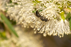 Hylaeus aralis