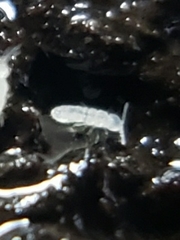 Folsomia candida