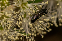 Hylaeus aralis
