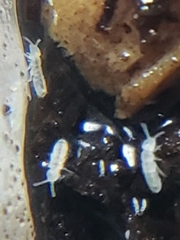 Folsomia candida