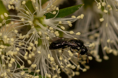 Hylaeus aralis