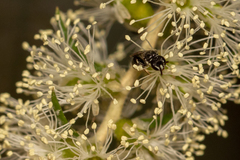 Hylaeus aralis