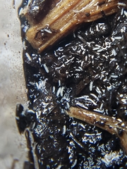 Folsomia candida